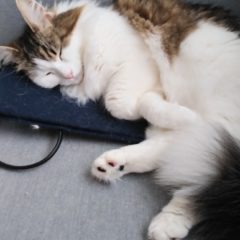 日々の生活の出来事～